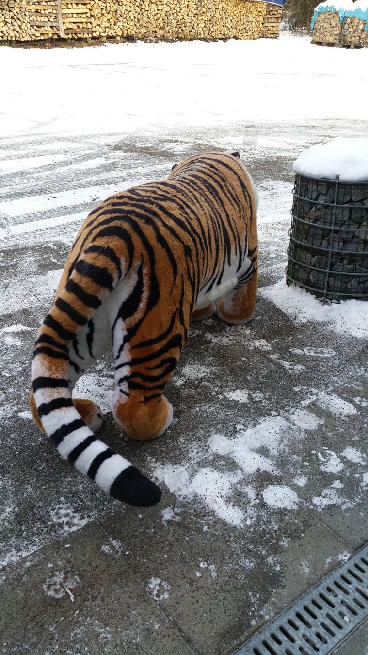 Spielzeuge: Steiff Studio-Tiger – Gebraucht aus Zwingen von moje1 6