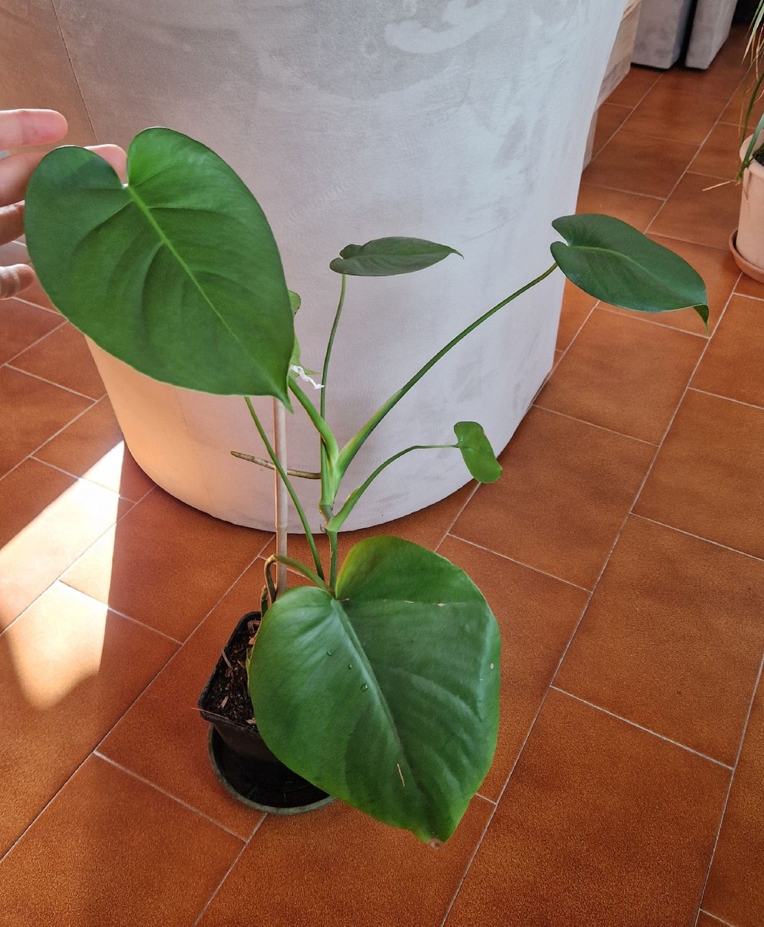 Piante & sementi: petites monstera deliciosa – Usato da Onex venduto da viv_72hm 1