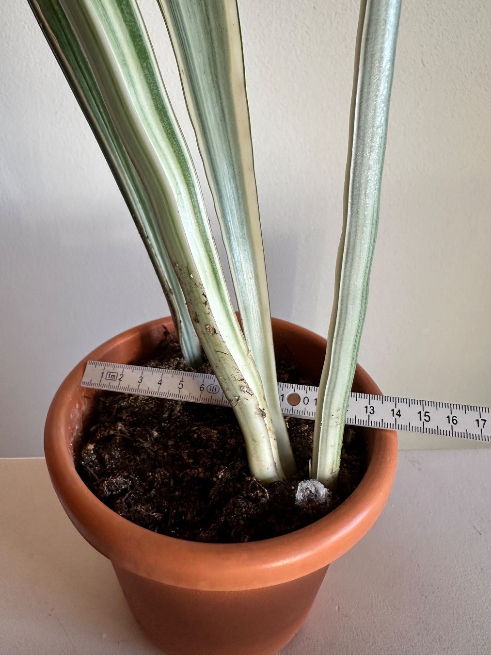 Pflanzen & Samen: Sansevieria trifasciata "metallica" – Gebraucht aus Zürich von ong8 2