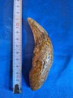 Zahn Tigerzahn Fossil Höhlenbär Rarität Dinosaurier