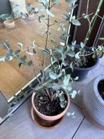 Eukalyptus Pflanze im Tontopf guter Zustand gepflegt