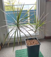 Dracaena Marginata Tricolor Drachenbaum - Zimmerpflanze 80cm