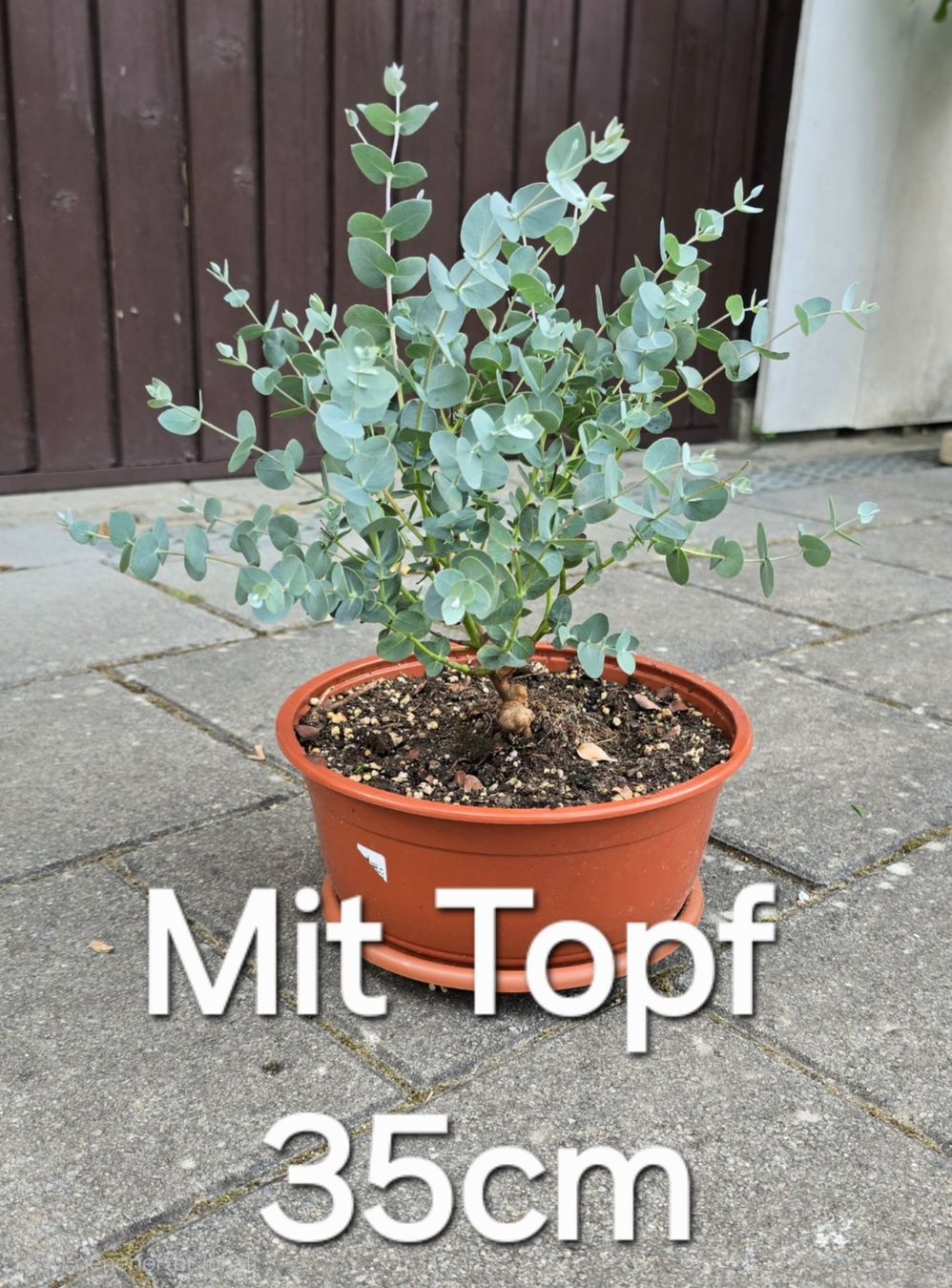 Pflanzen & Samen: Eukalyptus – Neu (gemäss Beschreibung) aus Aarburg von popkorn65