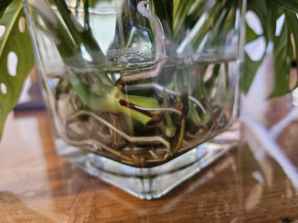 Pflanzen & Samen: Monstera adansonii monkey mask Stecklinge  – Gebraucht aus Utzenstorf von Dac_mk 1