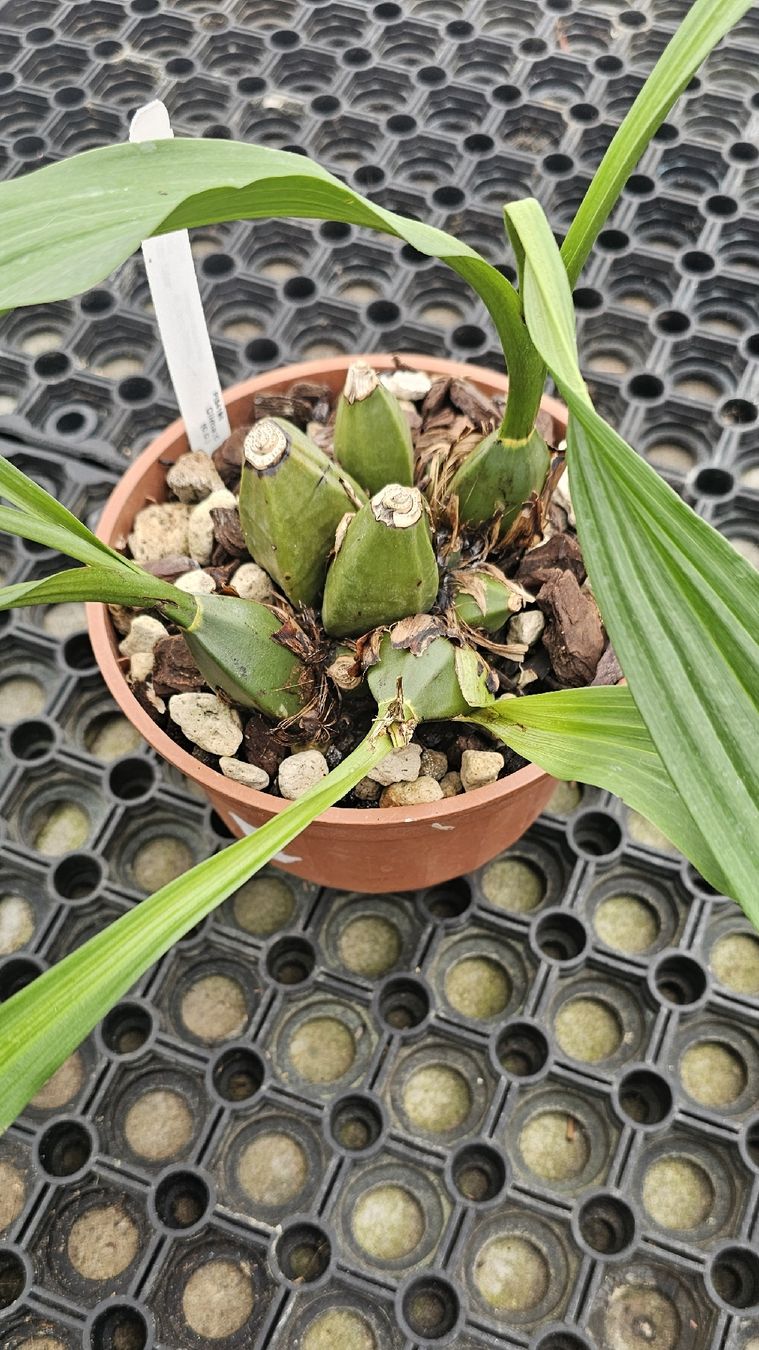 Piante & sementi: Orchidee Lycaste luminosa – Usato da Jona venduto da Smurnaya 1
