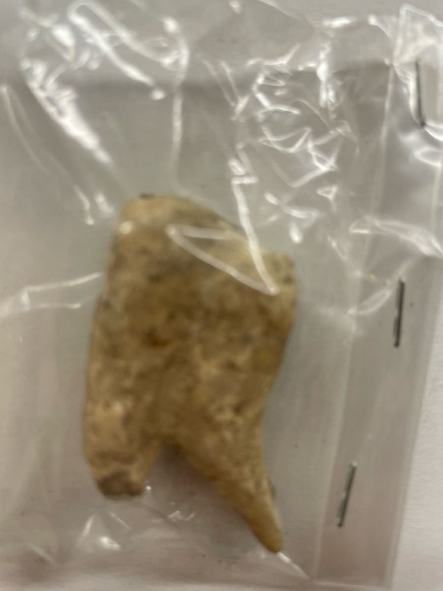 Fossili: Fossiler Zahn 1 Stk, Alter unbekannt – Usato da Hinwil venduto da ilon13 2