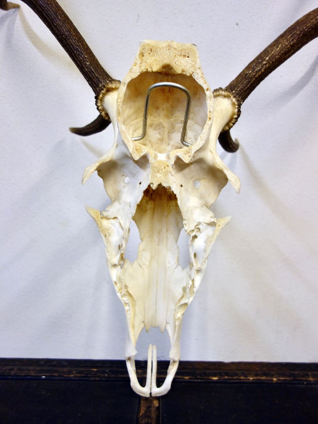 Altre raccolte & rarità: Hirschgeweih Trophäe Jagdtrophäe Deko Hirsch Geweih Schädel – Usato da Kerzers venduto da zimmergruen 3
