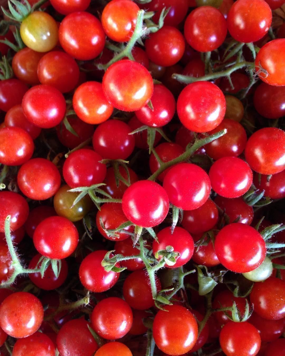 Piante & sementi: 50 Samen Johannisbeertomate – Nuovo (secondo la descrizione) da Ehrendingen venduto da VerveinaSamen 7