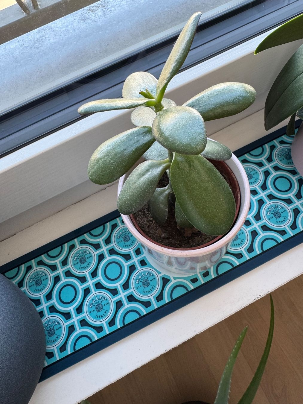 Piante & sementi: Geldbaum (crassula ovata) – Usato da Kloten venduto da Tanjaselina 1
