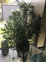 Oleander mit weissen Blüten ca.180cm hoch
