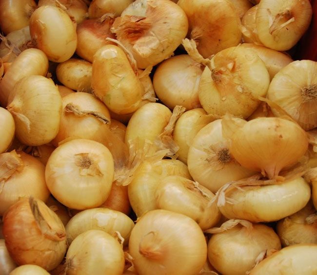 Piante & sementi: 300 Samen Zwiebel FLAT BORETANA – Nuovo (secondo la descrizione) da Ehrendingen venduto da VerveinaSamen 9