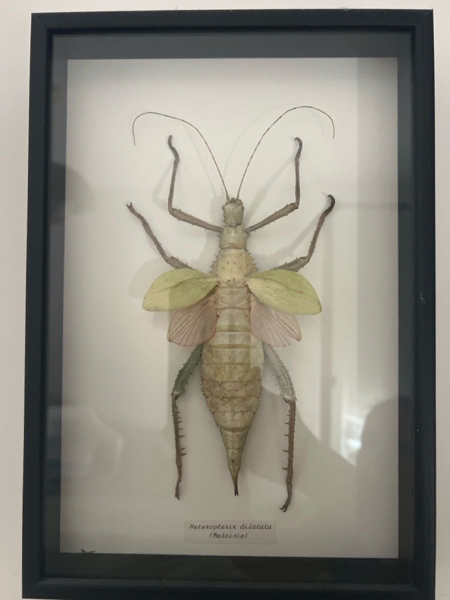 Alle Dekorationen: Framed Insect Specimen Heteropteryx dilatata – Gebraucht aus Luzern von TIsabel 2