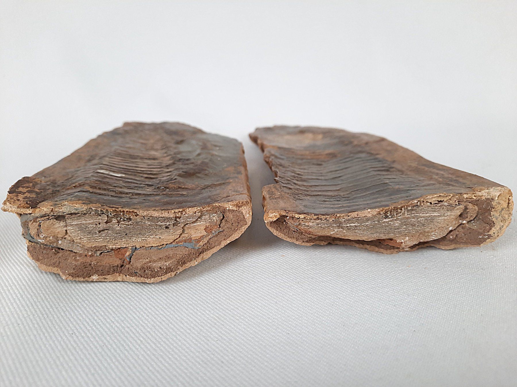 Fossili: Fossiler Fisch in 2 teilen – Usato da Beinwil am See venduto da Restwert_Beinwil 3