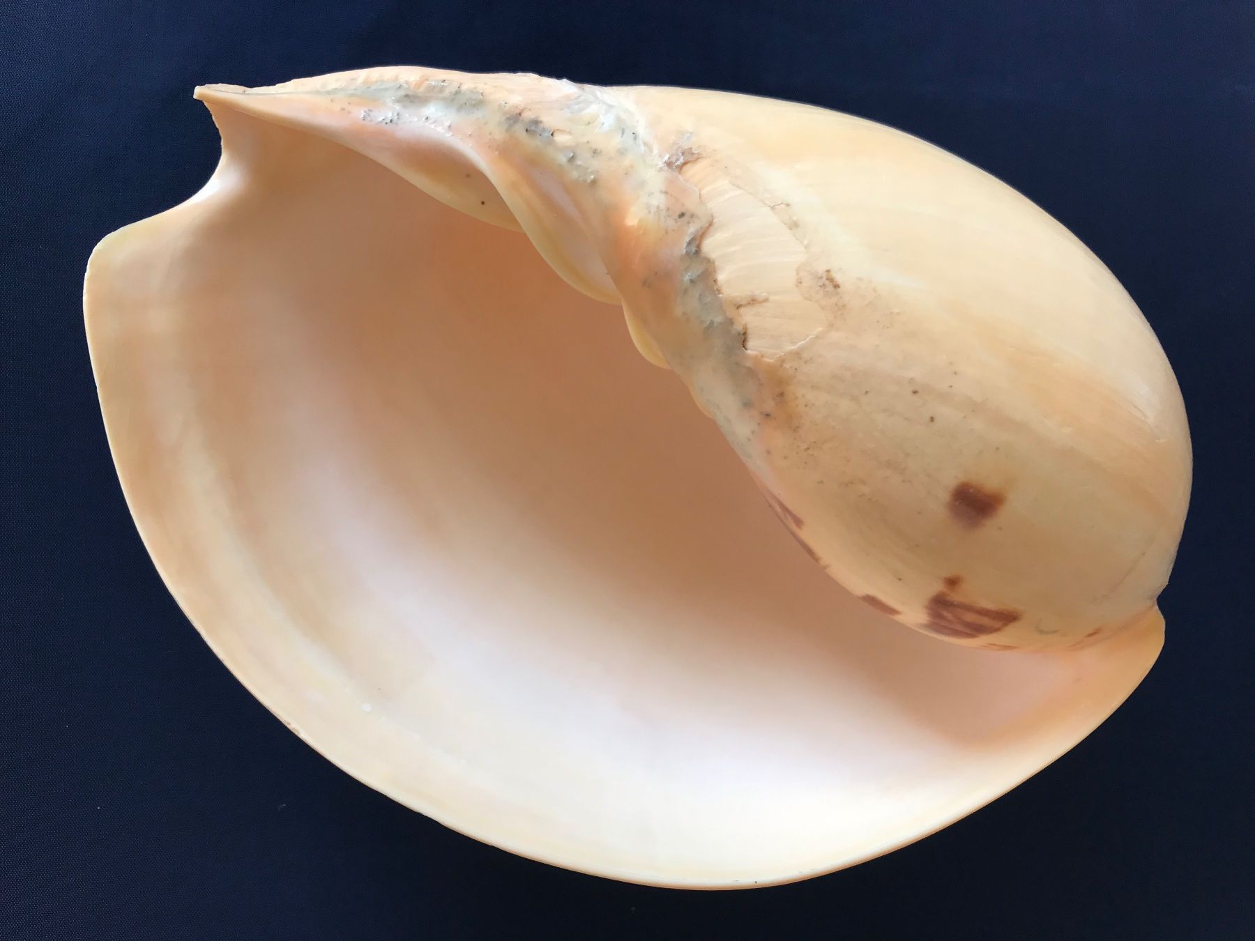 Fossili: Grosse Muschel – Usato da Hauptwil venduto da EfairB 1