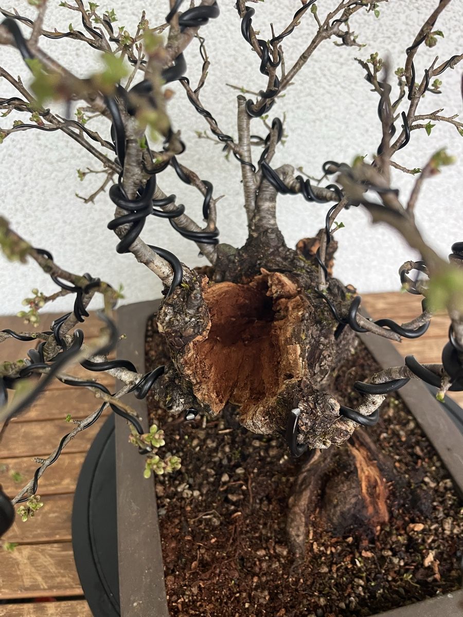 Pflanzen & Samen: Prunus mahaleb  – Neu und originalverpackt aus Hettlingen von BonsaiNaturist.com 5