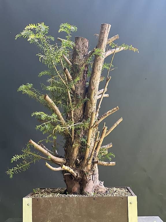 Piante & sementi: Bonsai Yamadori Rohling Eibe – Usato da Steckborn venduto da ben_gz56 1