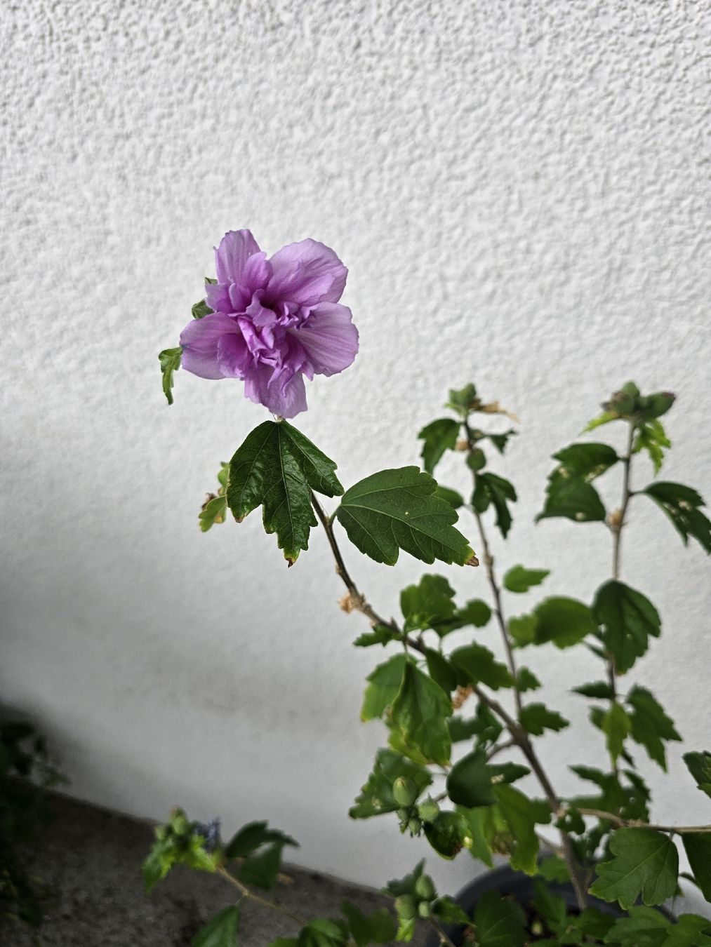 Plantes & graines: Gartenhibiskus - Eibisch - Hibiskus – D'occasion à Rickenbach b. Wil par Kth_v8 1