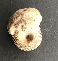 FOSSIL
