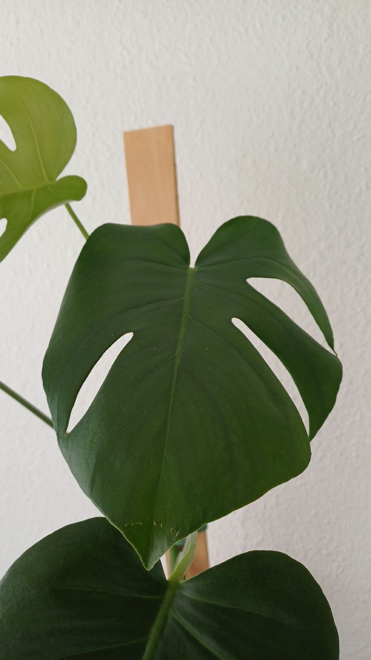 Pflanzen & Samen: Monstera Deliciosa – Gebraucht aus Bern von uwi_8t7x 3