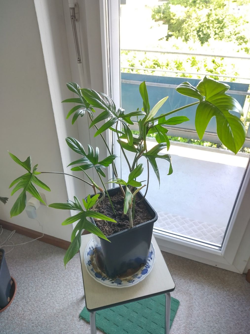 Piante & sementi: Philodendron pedatum – Usato da Jona venduto da Argus36 1