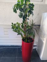 Zimmerpflanzen Set mit rotem Topf gebraucht guter Zustand