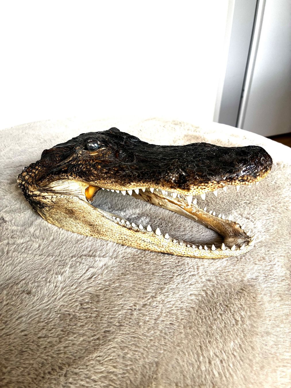 Il mondo degli animali: Krokodil Kopf..TOP präpariert..1A klasse.. – Nuovo (secondo la descrizione) da Weiach venduto da godsavethequeen