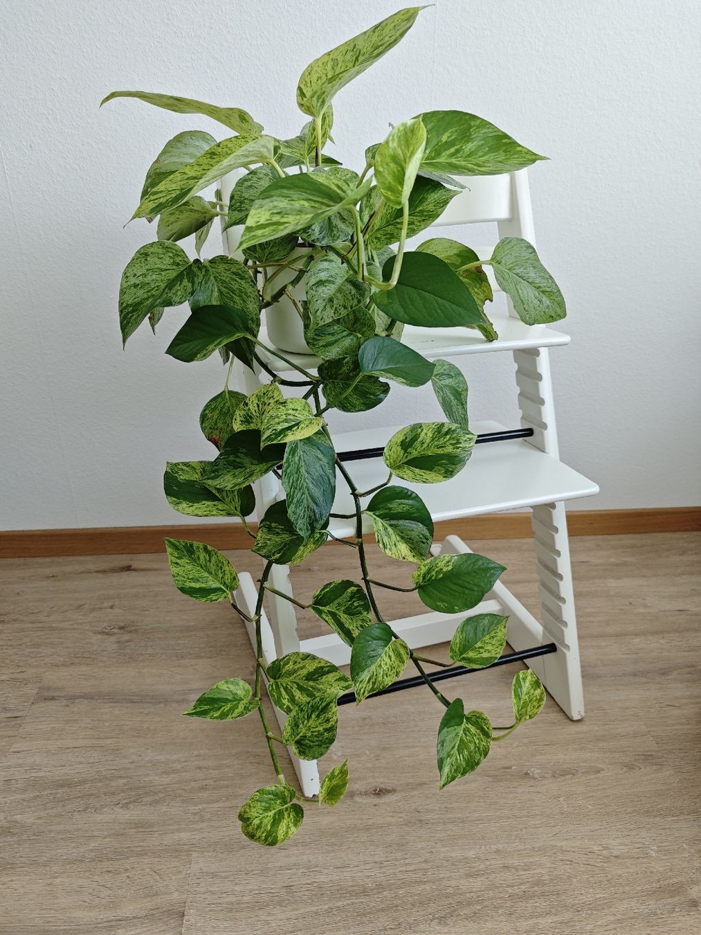 Pflanzen & Samen: Epipremnum Marble Queen – Gebraucht aus Volketswil von Deal.Ecke 1