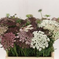 300 Samen DAUCUS DARA Wilde Möhre