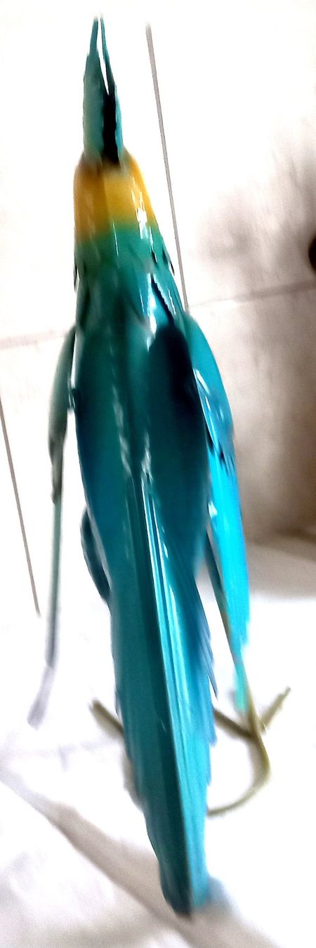 Statuette: Papagei Blechpapagei Gartendecko – Usato da Baar venduto da 2cvbaar 3