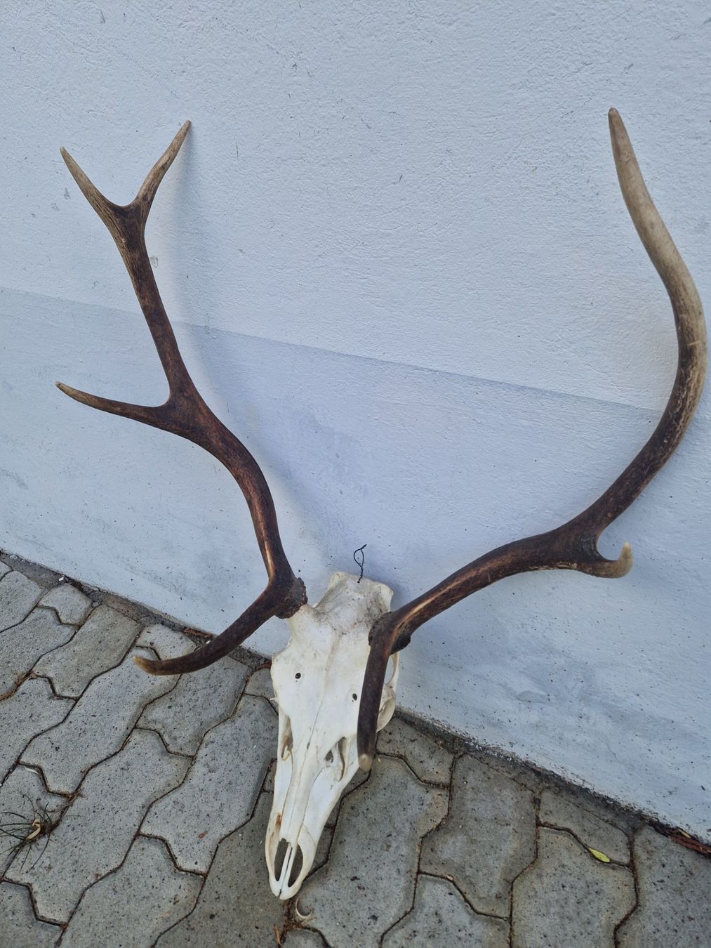 Sonstiges zum Sammeln & Seltenes: Hirsch – Gebraucht aus Wetzikon ZH von Hella73