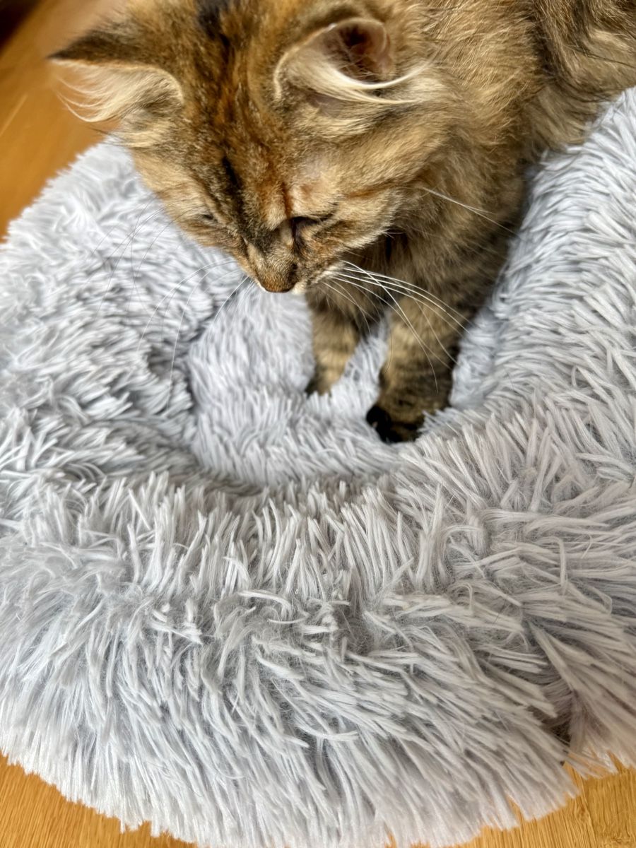 Liege- & Schlafplätze: Katzen- oder Hundebett  – Neu (gemäss Beschreibung) aus St. Gallen von ane_9zfy