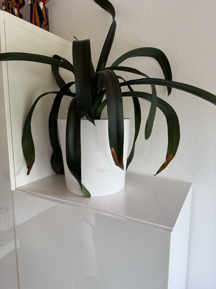 Piante & sementi: Clivia – Usato da Giswil venduto da MBU21 1
