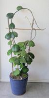 Hoya kerrii splash piantina