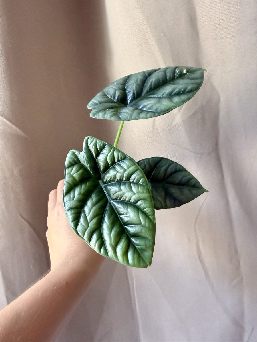 Piante & sementi: Alocasia Sinuata – Nuovo (secondo la descrizione) da La Tour-de-Trême venduto da LyAmy 1