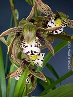 Cymbidium Erythraeum - seltene, duftende Orchidee