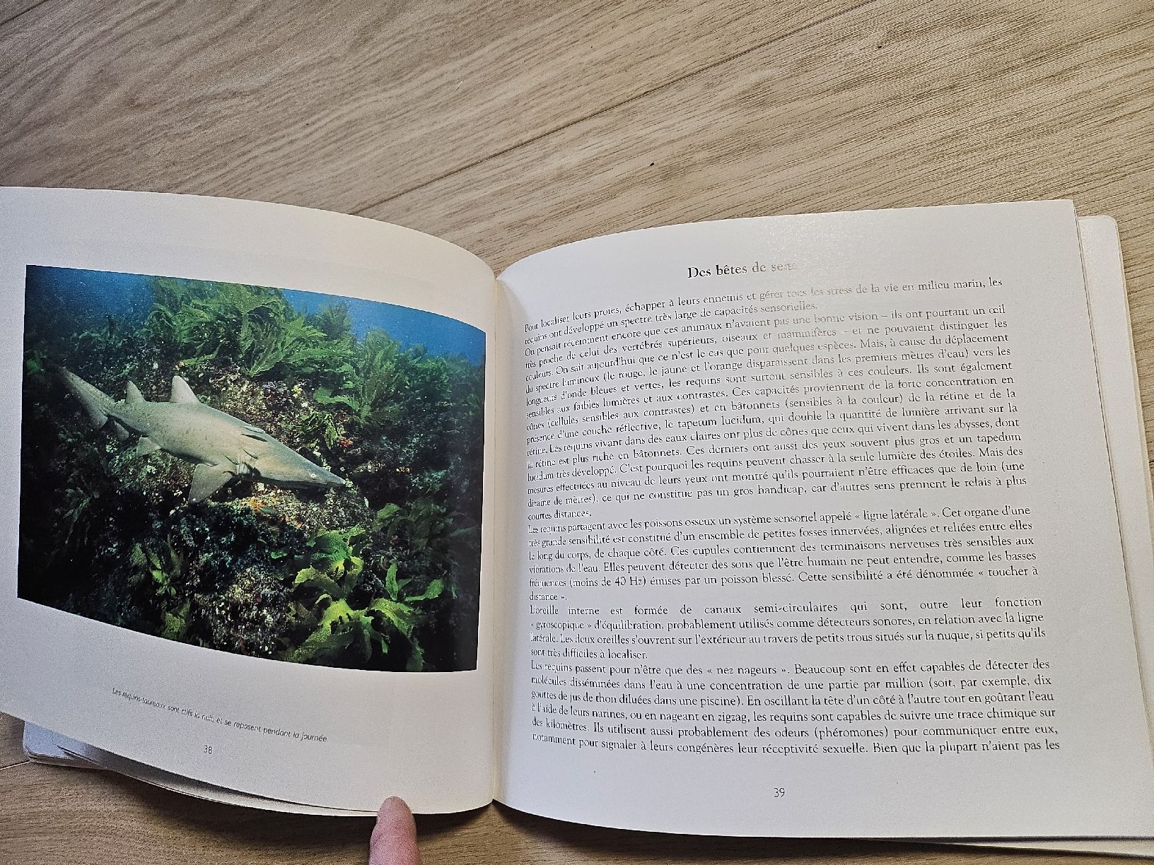 Bücher: Livre Requins Doug Perrine Nathan – Gebraucht aus La Joux FR von car_ck96 3