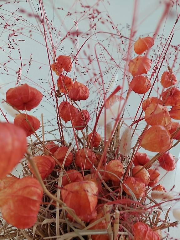 Tutte le decorazioni: Trockenblumen  Dekoration neu – Nuovo e nell'imballaggio originale da windisch venduto da gravity2 3