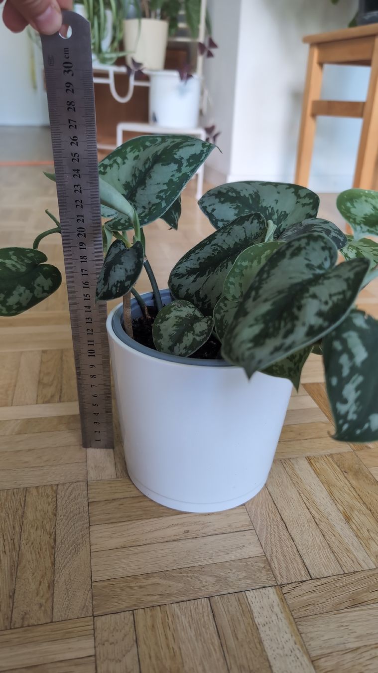 Pflanzen & Samen: Satin Pothos Pflanze – Gebraucht aus Wallisellen von ali_x62p 1
