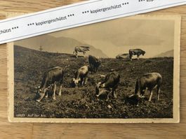 7.9.1911 auf der Alp, Stempel Heiden AK