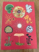AK neu Illustration Pilz Royal Botanic Gardens Fungarium