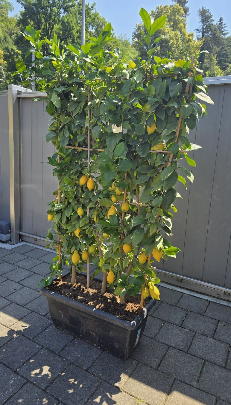 Piante & sementi: Mediterranen Blickfang echter Zitronenbaum Sichtschutz – Usato da Aarburg venduto da popkorn65 6