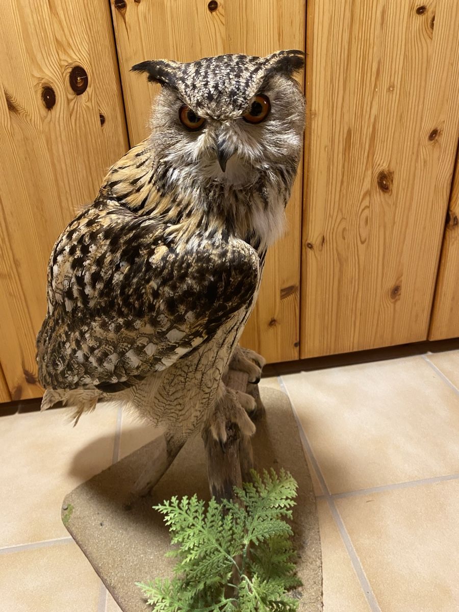 Il mondo degli animali: Uhu – Usato da Castiel venduto da gamsli1000 4