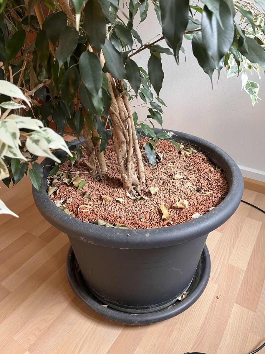 Pflanzen & Samen: Birkenfeige (Ficus Benjamina) – Gebraucht aus Sissach von julsi22 2
