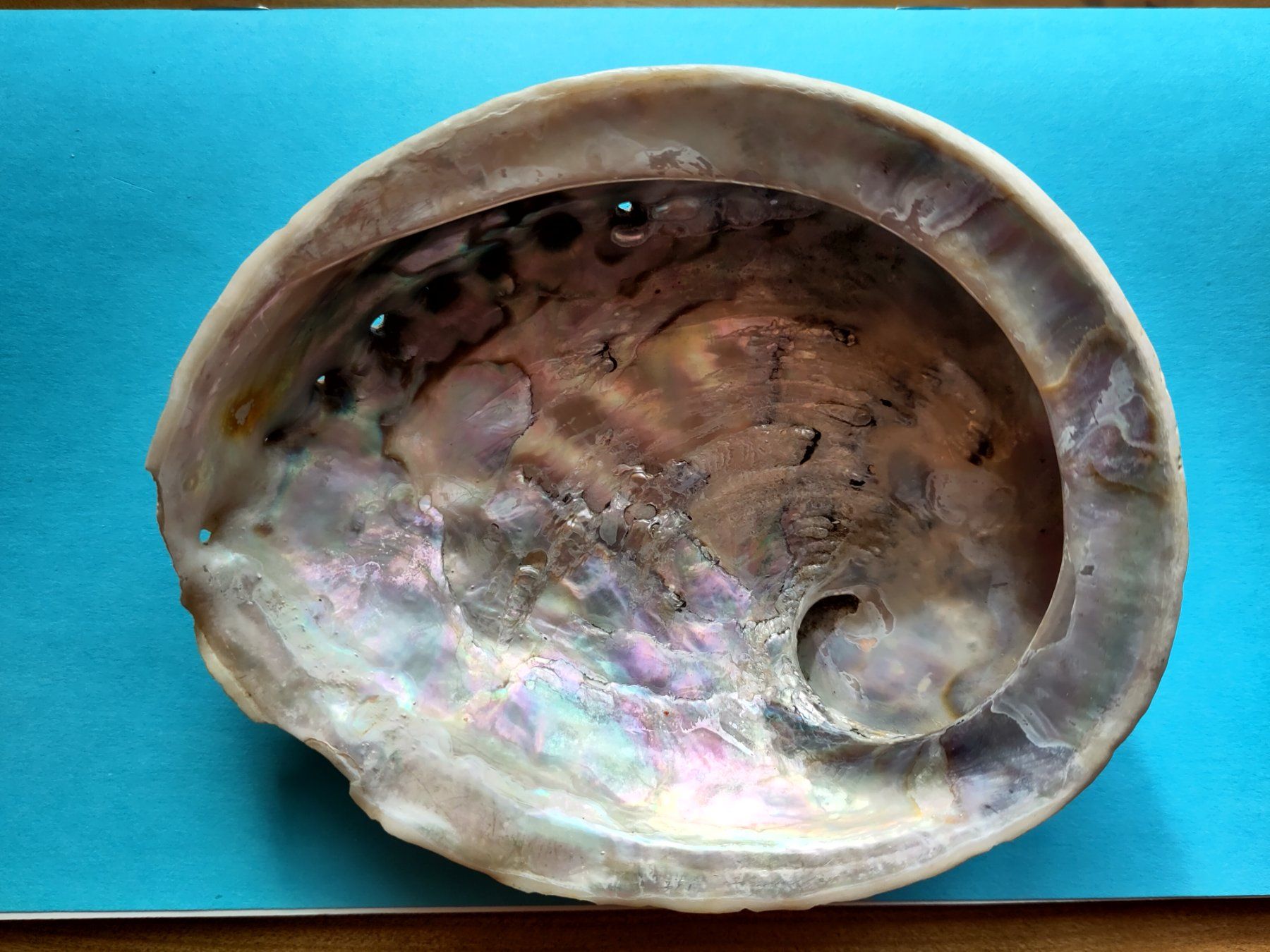 Tutte le decorazioni: 1 schöne  Paua / Abalone  Muschel  ca. 13 cm – Usato da Veltheim AG venduto da Knopftruckli