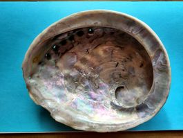 1 schöne  Paua / Abalone  Muschel  ca. 13 cm