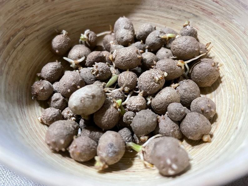 Pflanzen & Samen: Yam chinois  Dioscorea P.  10 bulbilles – Neu (gemäss Beschreibung) aus Bremblens von FIBONACCI369 1