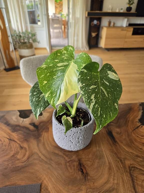 Piante & sementi: Monstera deliciosa Thai Constellation – Usato da Jona venduto da pau_g7rc