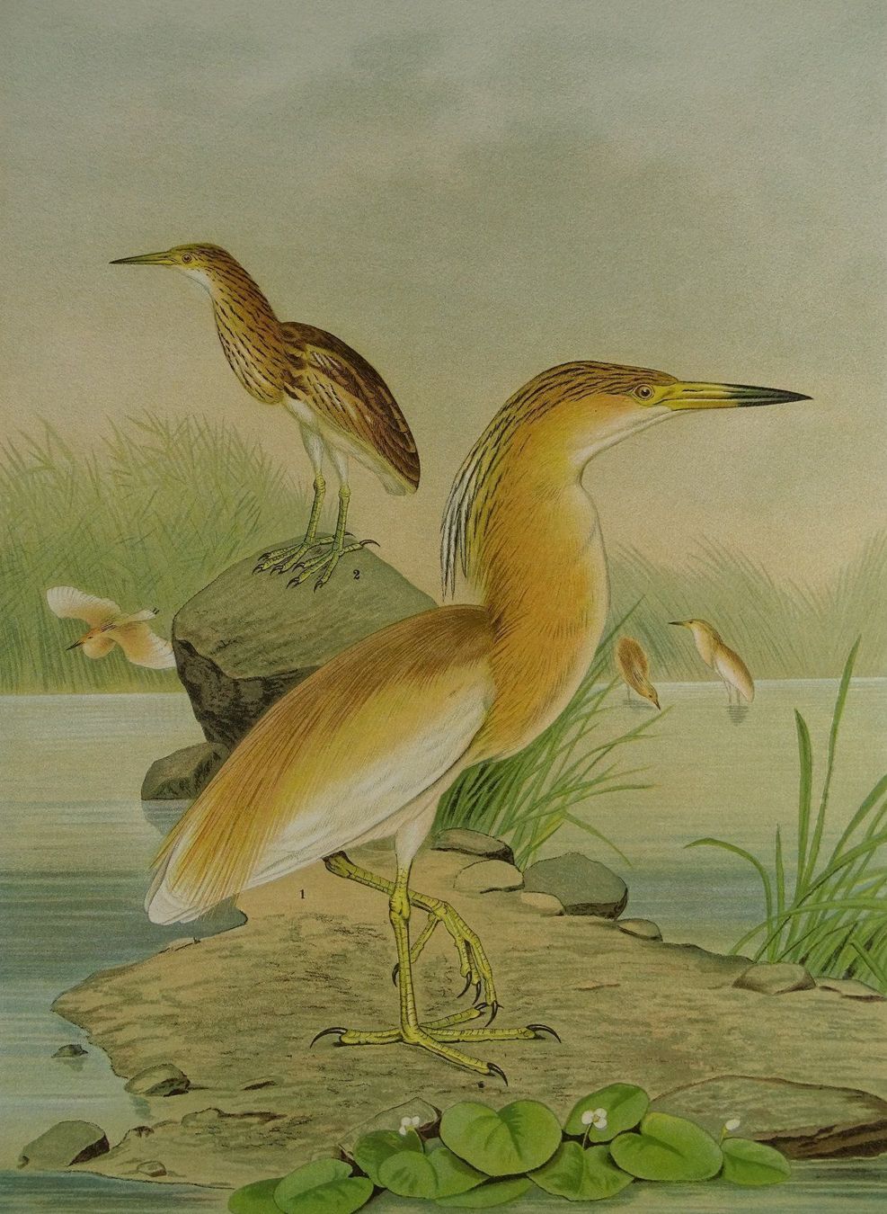 Incisioni: SCHOPFREIHER, CHROMOLITHOGRAPHIE UM 1900 – Usato da Grüningen venduto da Kartensammler 2