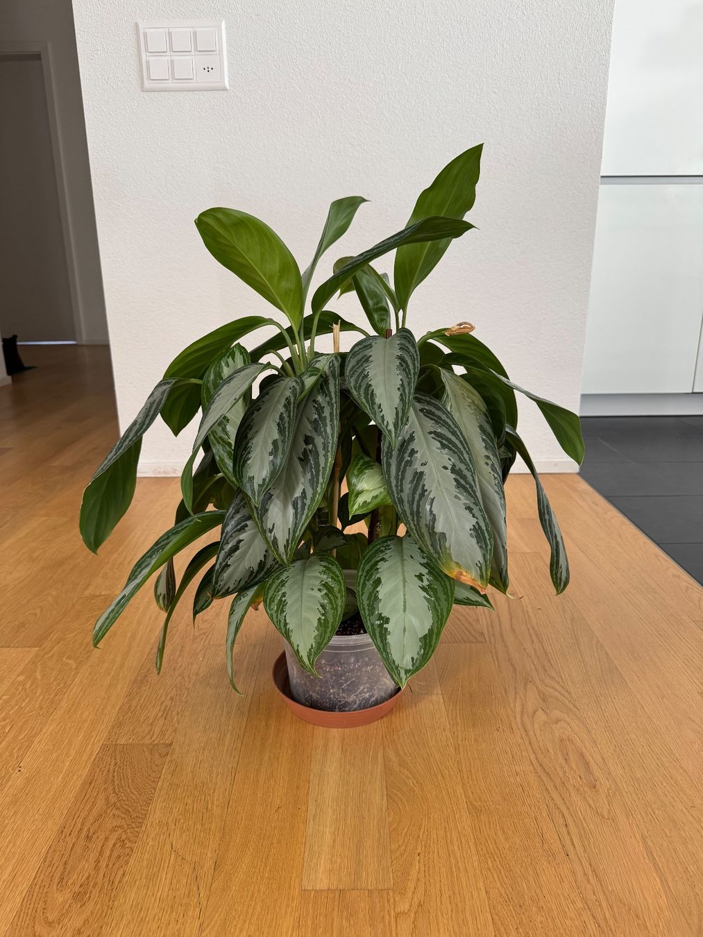 Pflanzen & Samen: Aglaonema Silver Bay – Gebraucht aus Goldau von b4mxshk