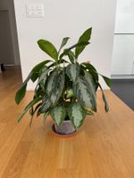Aglaonema Silver Bay